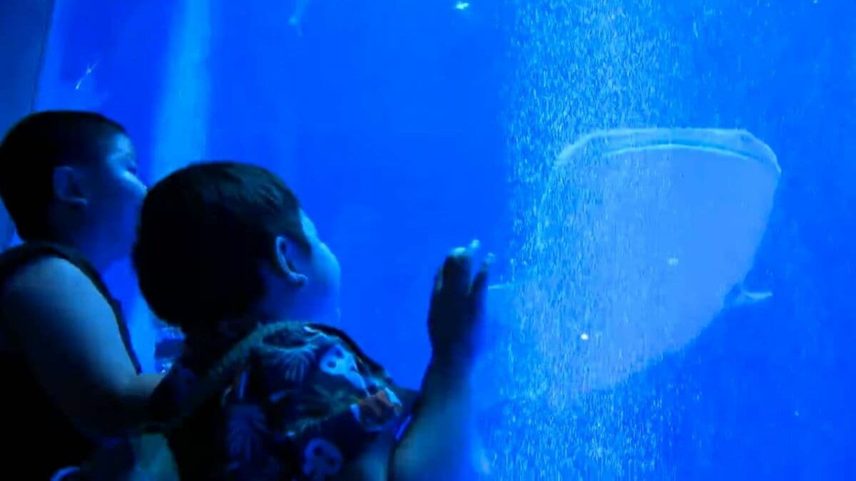 夏休みも残り約1週間　水族館は親子連れでにぎわう　熊本からの親子も「どこにも行けないと思っていた」　鹿児島