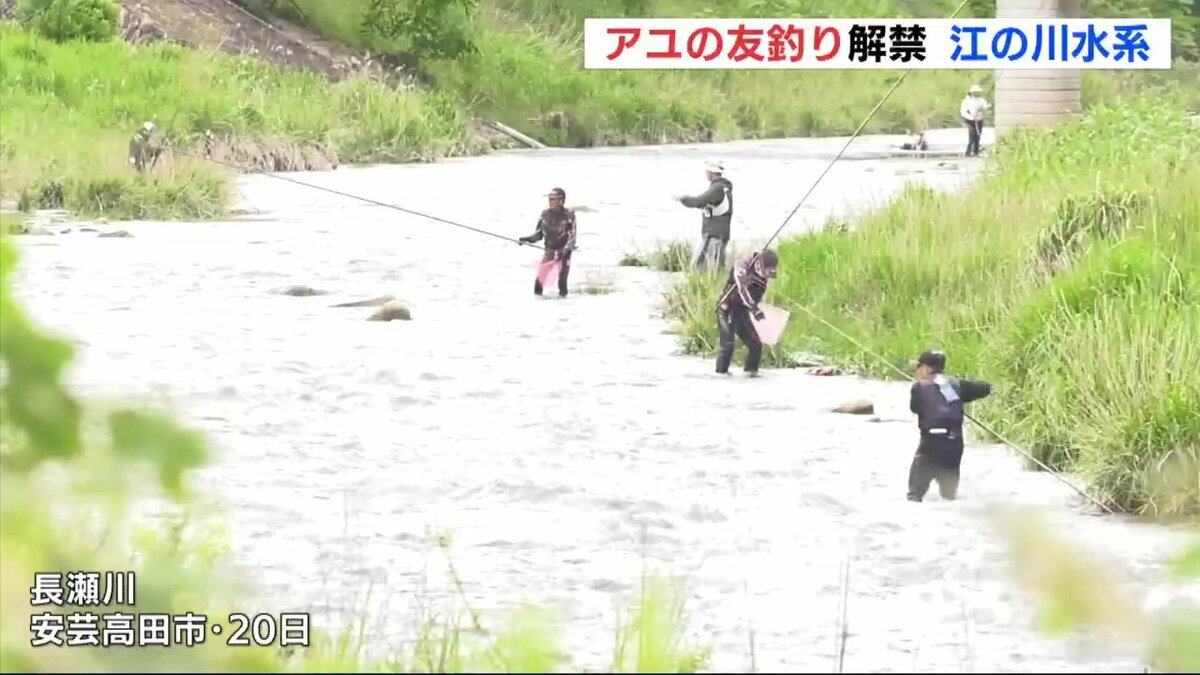 【中古】 アユと江の川 江の川水系 アユの友釣り シーズンはじまる 広島 | RCC NEWS | 広島