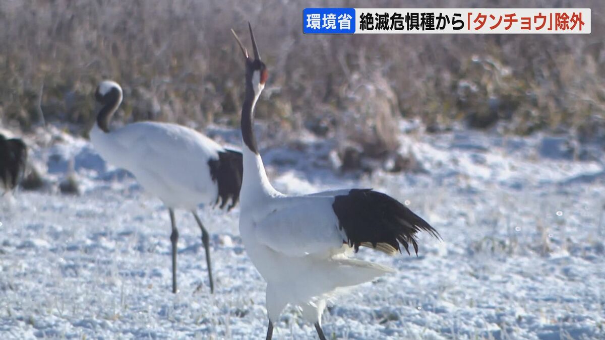 環境省】特別天然記念物「タンチョウ」を絶滅危惧種から35年ぶりに除外