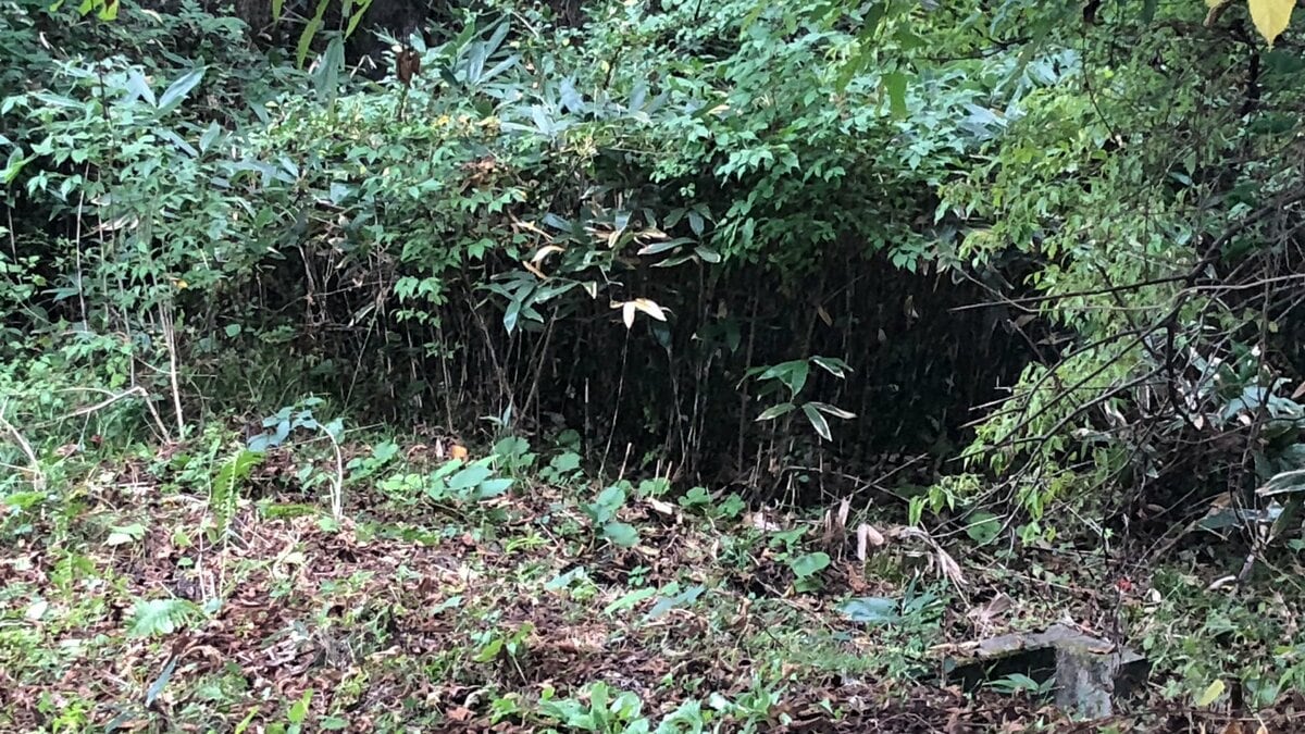 警察がクマに襲われて亡くなったと断定 雫石町の林で発見された70代