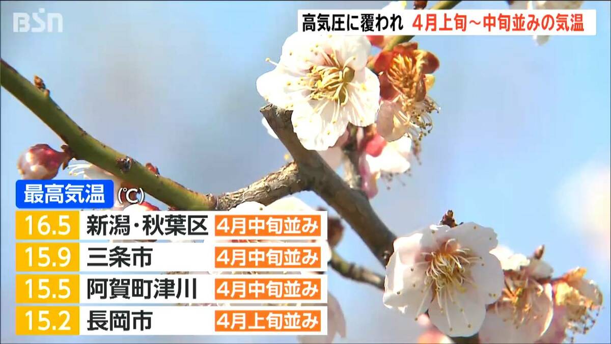 22日は4月上旬から中旬並みの気温に かめだ梅まつりもにぎわう 新潟