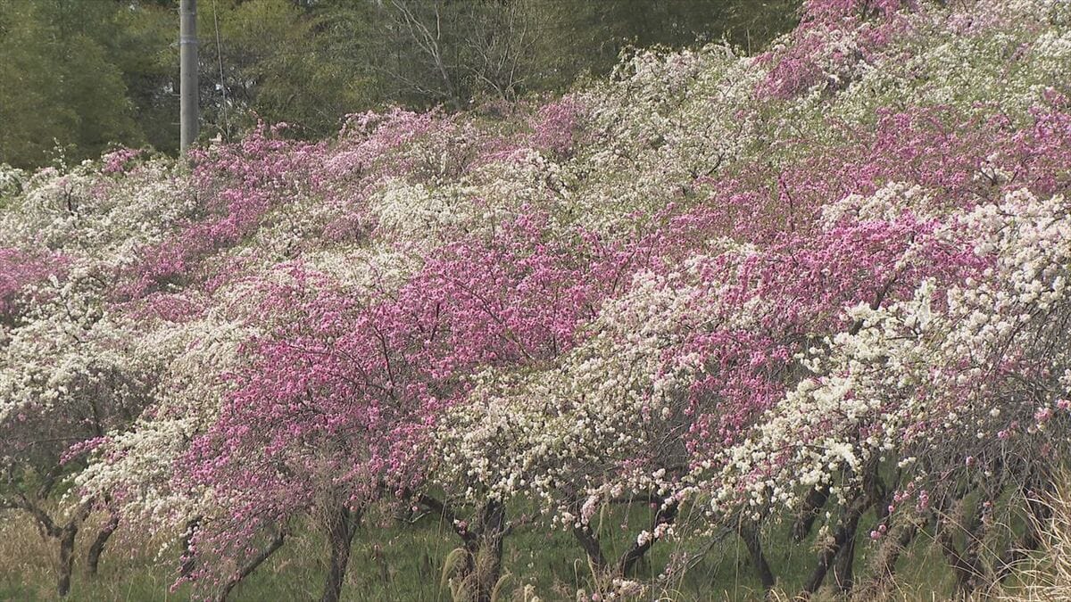 「もっと早く知りたかった」　公園を彩るサクラ　近くの畑ではハナモモも見ごろに　山梨・大月エコの里