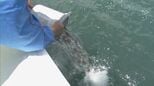 5万4000匹のマダイ稚魚放流  2月に人工ふ化…体長約6センチ 6年後には体長40センチの立派なマダイに 三重･尾鷲湾|TBS NEWS DIG