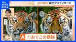 至近距離にライオン！富士サファリパークでエサやり体験！トラの見分け方は？～すたすた中継～【Nスタ】|TBS NEWS DIG