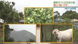 トラックの荷台を使った朝市 人とをつなぎ、地域を盛り上げる『勝山軽トラ市』に密着|TBS NEWS DIG