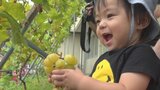 意外な場所に高級品種のシャインマスカットが 「おいしい!」保育園児がブドウ狩り | 山梨のニュース | UTYテレビ山梨