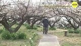 約1000本のウメ　花満開に　観光農園「満汐梅林」 広島・三原市|TBS NEWS DIG