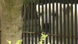 「早く元気になってほしい」とべ動物園のシロクマ・ピースが体調不良で公開中止 愛媛|TBS NEWS DIG
