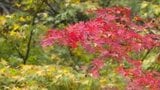 別子山・南光院にある樹齢300年超の天然記念物「オオモミジ」が真っ赤に染まり今週後半まで見頃 愛媛・新居浜市|TBS NEWS DIG