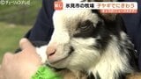 【GW穴場】富山県氷見市でベビーラッシュ！子ヤギと触れ合える「癒やしの聖地」|TBS NEWS DIG