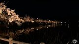 【青森・桜前線レポート】平川市・猿賀公園　～水面に映える夜桜～　|　青森のニュース│ATV NEWS│青森テレビ