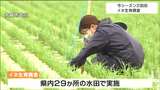 「順調に茎の数増えている」イネの生育調査 宮城・大崎市では平年並み|TBS NEWS DIG