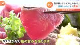 食品の値上げが相次ぐ中でカツオがうれしい“異例の豊漁”水揚げ25倍で大きく脂もノリノリとお買い得 その理由は?|TBS NEWS DIG