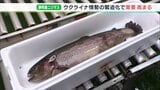 ウクライナ情勢で静岡産のニジマスの需要が2年前の2.5倍に 水産物の流通が影響(静岡県) | 静岡のニュース | SBSNEWS | 静岡放送