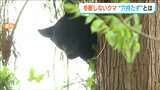 「冬眠する場所がない子グマ『穴持たず』がウロウロ…」『クマ出没特別警報』解除も引き続き注意を 新潟県|TBS NEWS DIG