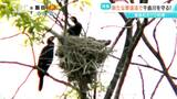 漁業関係者が頭を悩ますカワウ被害 放流したアユの実に7割が食害に ドローン使った「ドライアイス」作戦に、プラスチック製「バンド」作戦…あの手この手の対策効果は? 長野|TBS NEWS DIG