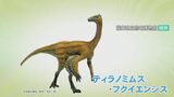新種の恐竜“ティラノミムス”発見！オルニトミモサウルス類では全国初…福井県で7年ぶりの快挙　|　石川県のニュース｜MRO北陸放送