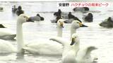 冬だけの出会い!ハクチョウの飛来ピークに 長野・安曇野市|TBS NEWS DIG