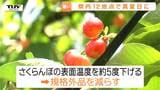 暑さ対策は“スプリンクラー” 真夏日の中、さくらんぼシーズンの準備も大詰め 今年も全国においしいさくらんぼを!(山形・上山市)|TBS NEWS DIG
