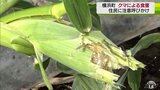 クマにトウモロコシ食い荒らされる　「対策しても仕方がない」　青森県横浜町|TBS NEWS DIG