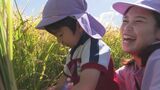 幼稚園児が稲刈り体験 秋晴れの下 大分 | 大分のニュース|OBS NEWS|大分放送