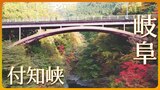 清流の谷に映える秋・付知峡【JNN紅葉ドローンDIG】 | 名古屋・愛知・岐阜・三重のニュース【CBC news】 | CBC web