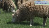 小岩井農場でヒツジの放牧始まる 外国人観光客増加 ゴールデンウィークは4万人の来場見込む|TBS NEWS DIG