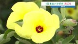 海岸沿いに咲く太陽のような花 『ハマボウ』約1万本が咲き誇る 熊本県天草市|TBS NEWS DIG