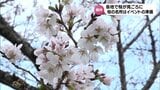 見ごろ迎えた桜 宮崎県内の名所では今週末に向け準備進む 気になる天気は? | MRTニュース | MRT宮崎放送