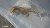 【速報】滋賀・大津市のアパート駐車場で発見の「サバンナオオトカゲ」 飼い主は去年10月にも「グリーンイグアナ」に逃げられた女性と判明 オオトカゲ発見の記事を見て自宅からいなくなったことを警察に連絡|TBS NEWS DIG