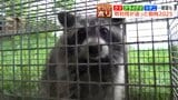 ヒグマだけじゃなかった…2025年北海道の動物の話題《闘いと絆》 アライグマ被害2億､キリンの引っ越し1年超、引退馬を救ったクラファン　|　北海道のニュース｜HBC北海道放送