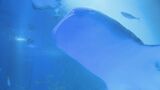 「癒しの場で楽しんで」のとじま水族館 新年のイベントで賑わい|TBS NEWS DIG