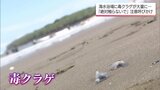 宮崎県内の海水浴場で強い毒をもつクラゲ「カツオノエボシ」漂着 相次いで確認 | MRTニュース | MRT宮崎放送