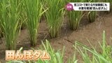 水害のリスクを軽減させる「田んぼダム」 低コストで水田の新たな付加価値にも | MRTニュース | MRT宮崎放送