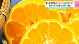 「味自体は非常にいいので、1月後半から2月にポンカンを楽しんで」暑さなどの影響で出荷に遅れ まもなく旬のポンカン 出荷準備すすむ | 高知のニュース・天気|KUTV NEWS | KUTVテレビ高知
