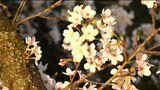 「今が一番きれい」鹿児島市・慈眼寺公園の桜が満開 ライトに照らされ幻想的に | 鹿児島のニュース|MBC NEWS|南日本放送