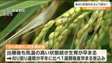 「刈り遅れると品質低下をまねく」気温高い状態続くため『稲刈りの時期を早めるよう』呼びかけ 宮城|TBS NEWS DIG