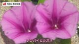 海浜植物「グンバイヒルガオ」が見ごろ 五島市の海岸 | 長崎のニュース | 天気 | NBC長崎放送