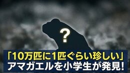 「10万匹に1匹ぐらい珍しい」アマガエルを小学生が発見!カマキリのえさ探しで奇跡の出会い 仙台うみの杜水族館で緊急展示|TBS NEWS DIG