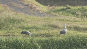 【ナベヅル】本州で唯一の渡来地・八代盆地に2羽飛来「警戒心強く、監視所から静かに見守って」|TBS NEWS DIG