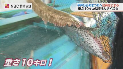 25日から平戸ひらめまつり 超特大サイズの「座布団ひらめ」出荷 長崎県