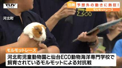 人面モルモットの逆襲 動物園VS動物海洋専門学校 火花を散らすモルモットレース！ 勝敗を当て