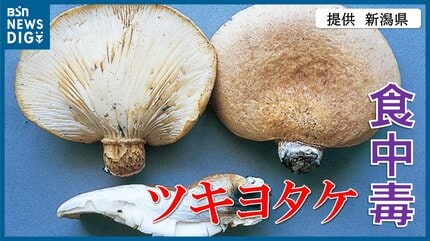 判別できないキノコは「採らない」「食べない」「人にあげない