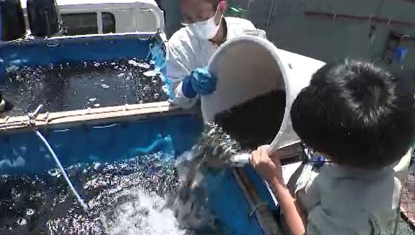 ウクライナ侵攻後のマス類の品薄や知名度アップで需要増　信州サーモンの稚魚の出荷始まる　（長野・安曇野市）|TBS NEWS DIG