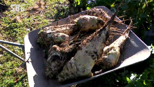 信州産「砂糖」づくりに奮闘中! 長野市で菓子店営む男性 リンゴ・そばに次ぐ特産を目指し!店舗コラボで商品開発にも取り組む|TBS NEWS DIG