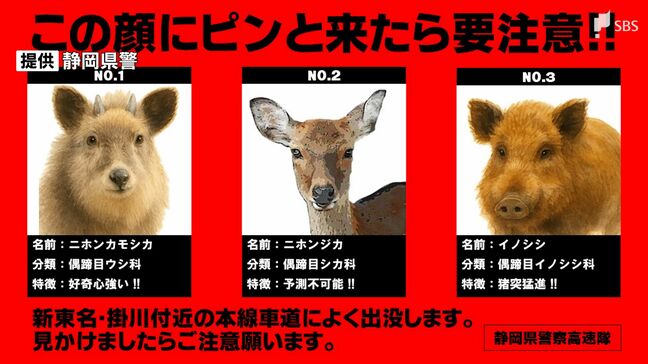 高速道路で人や動物をはねたら…どうすべき?まずは安全確保と通報を!動物の場合も警察への届け出義務が【警察に聞いてみた】|TBS NEWS DIG