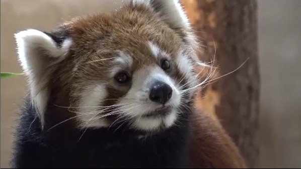 ただいま名前募集中！レッサーパンダの赤ちゃんが愛くるしい仕草で人気　長野・茶臼山動物園|TBS NEWS DIG