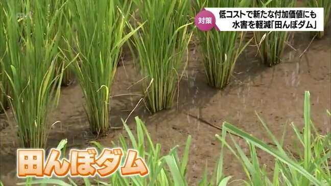 水害のリスクを軽減させる「田んぼダム」　低コストで水田の新たな付加価値にも|TBS NEWS DIG