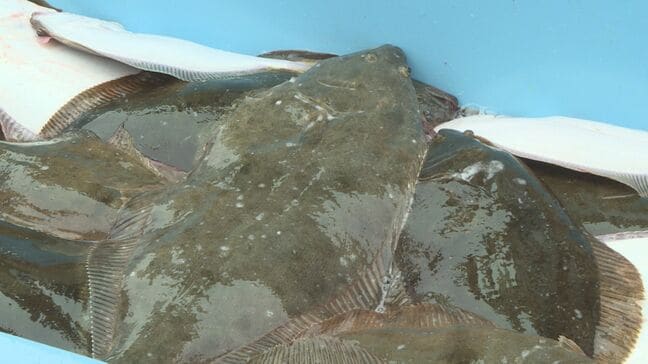 IAEAなど専門家が水産物採取 日本の調査の信頼性を確認 福島|TBS NEWS DIG