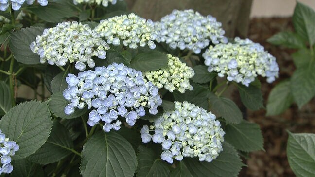 「あと１週間から１０日後が一番色が良くなる」筥崎宮あじさい苑が開苑|TBS NEWS DIG